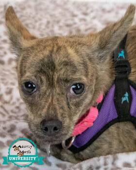 Chihuahua Dogs Available for Adoption in Kennesaw, Georgia - Zola | PetCurious