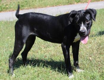 Dottie 44183 -  Boxer Dog for Adoption in Prattville, Alabama - Dottie 44183 | PetCurious