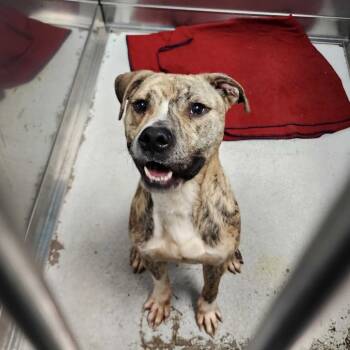 Rescue Mixed Breed Dogs for Adoption in Davenport, Iowa - Diesel | PetCurious