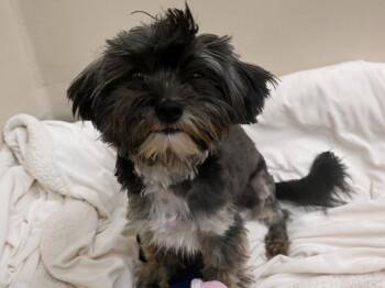Shih Tzu and Mixed Breed Dogs Available for Adoption - Bunni | PetCurious