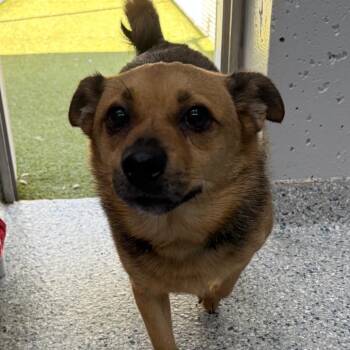 Brownie -  Chihuahua and Mixed Breed Dog for Adoption in Scituate, Massachusetts - Brownie | PetCurious