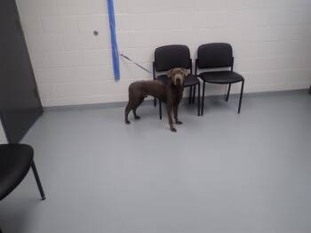 Rescue Labrador Retriever and Mixed Breed Dogs for Adoption in St. Cloud, Florida - KYLE | PetCurious