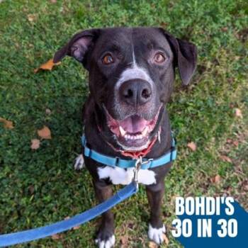 Fortnight -  Labrador Retriever and Mixed Breed Dog for Adoption in Richmond, Virginia - Fortnight | PetCurious