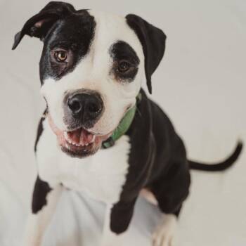 Pit Bull Terrier Dogs Available for Adoption - Hercules | PetCurious