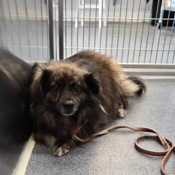 Hound -  Pomeranian and Chihuahua Dog for Adoption in Montgomery, Alabama - Hound | PetCurious