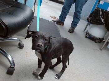 Labrador Retriever and Mixed Breed Dogs Available for Adoption in Albuquerque, New Mexico - YANG | PetCurious