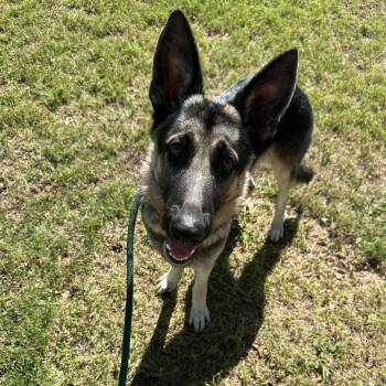 Kylo -  Mixed Breed Dog for Adoption in Chattanooga, Tennessee - Kylo | PetCurious