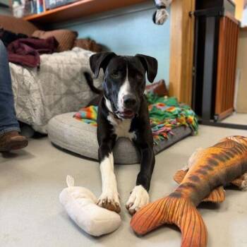 Great Dane and Pit Bull Terrier Dogs Available for Adoption in Driggs, Idaho - Kayce | PetCurious