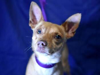 Reid -  Chihuahua Dog for Adoption in Portland, Oregon - Reid | PetCurious