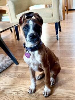 Cattle Dog and Mixed Breed Dogs Available for Adoption in Fort Collins, Colorado - Puck | PetCurious