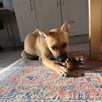 Garbanzo -  Mixed Breed Dog for Adoption in San Francisco, California - Garbanzo | PetCurious