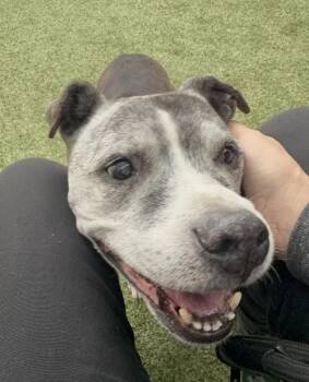 Dracula -  American Staffordshire Terrier Dog for Adoption in Detroit, Michigan - Dracula | PetCurious