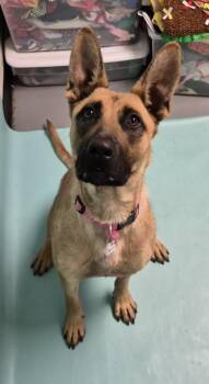 HONEY -  Belgian Shepherd Malinois and German Shepherd Dog Dog for Adoption in Loveland, Colorado - HONEY | PetCurious