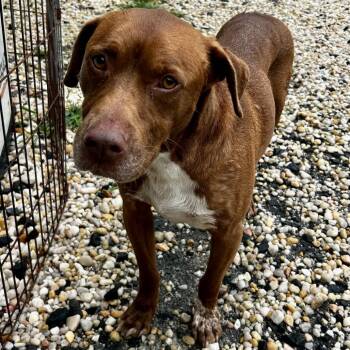 Bailey -  Mixed Breed Dog for Adoption in Spruce Pine, North Carolina - Bailey | PetCurious