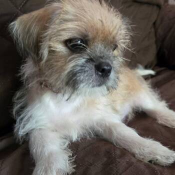 Norman -  Shih Tzu and Mixed Breed Dog for Adoption in Springfield, Missouri - Norman | PetCurious