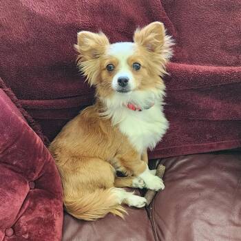 Chihuahua and Mixed Breed Dogs Available for Adoption in Alma, Wisconsin - Knox | PetCurious