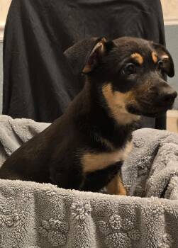 Pearl -  German Shepherd Dog and Australian Shepherd Dog for Adoption in Bloomsdale, Missouri - Pearl | PetCurious
