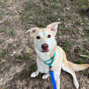 Opal -  Mixed Breed Dog for Adoption in Edwardsville, Illinois - Opal | PetCurious