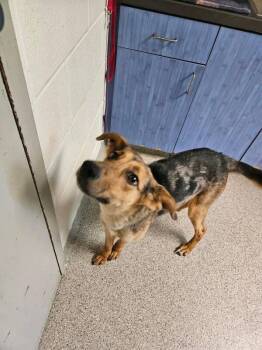 German Shepherd Dog and Mixed Breed Dogs Available for Adoption in Disputanta, Virginia - Alora | PetCurious