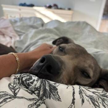 Chief -  Mixed Breed Dog for Adoption - Chief | PetCurious