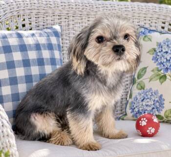 Jack -  Yorkshire Terrier and Shih Tzu Dog for Adoption in Rockville, Maryland - Jack | PetCurious