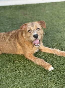 Rescue Terrier and Border Terrier Dogs for Adoption in Pearland, Texas - Clover | PetCurious