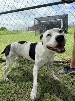 Rescue Mixed Breed Dogs for Adoption in Scott, Louisiana - Bee | PetCurious