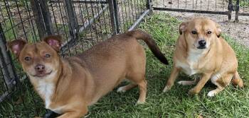 Rescue Jack Russell Terrier and Chihuahua Dogs for Adoption in Clinton, Maine - Scooby | PetCurious