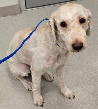 26-251 -  Goldendoodle Dog for Adoption in Lindenhurst, New York - 26-251 | PetCurious