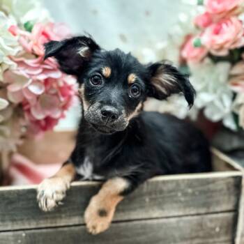 Tangerine -  Chihuahua Dog for Adoption in Newberg, Oregon - Tangerine | PetCurious