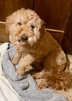 Golden Retriever and Poodle Dogs Available for Adoption in Valparaiso, Indiana - Fern | PetCurious