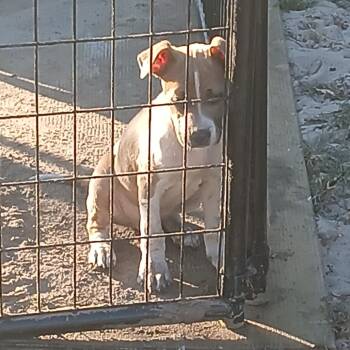 Rescue Mixed Breed and American Staffordshire Terrier Dogs for Adoption in Williston, Florida - Mike | PetCurious