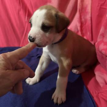 BUNGALOW BILL (purple) -  Hound and Mixed Breed Dog for Adoption in Richmond, California - BUNGALOW BILL (purple) | PetCurious