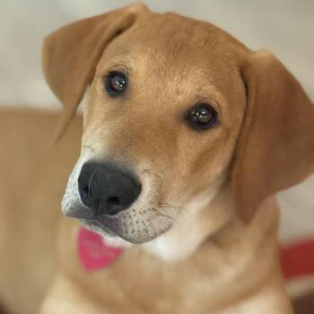 Rescue Labrador Retriever and Hound Dogs for Adoption in Pleasanton, California - Beau | PetCurious