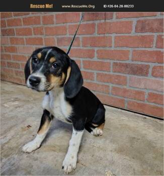 Beagle Dogs Available for Adoption in Evansville, Indiana - Tiffany | PetCurious