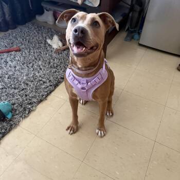 Rescue Pit Bull Terrier and Labrador Retriever Dogs for Adoption in Murray, Kentucky - Honey | PetCurious