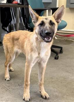 A886983 -  German Shepherd Dog and Belgian Shepherd Malinois Dog for Adoption in Camarillo, California - A886983 | PetCurious