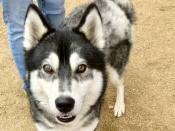 Mixed Breed Dogs Available for Adoption - Layne | PetCurious