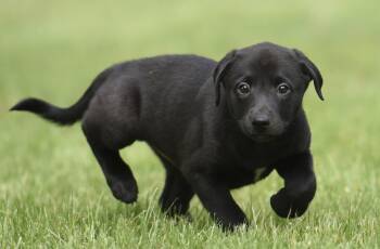 Labrador Retriever and Border Collie Dogs Available for Adoption in Mechanicsburg, Pennsylvania - SIMON | PetCurious