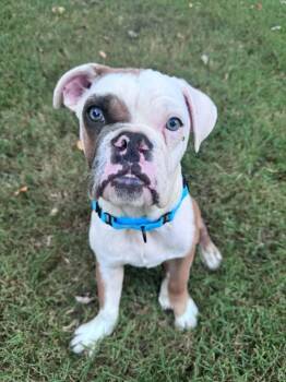 Weezy -  Bulldog Dog for Adoption in Mt. Juliet, Tennessee - Weezy | PetCurious