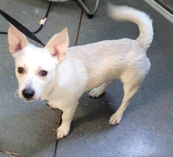 Pen 220c -  Chihuahua Dog for Adoption in Lawrenceville, Georgia - Pen 220c | PetCurious