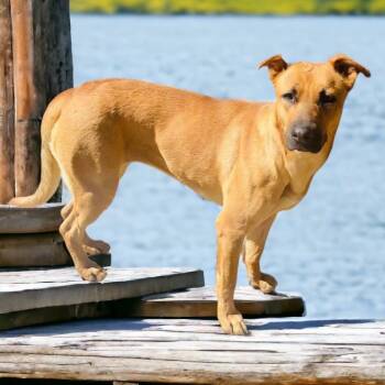PETAKA -  Mixed Breed and Yellow Labrador Retriever Dog for Adoption in Palm Desert, California - PETAKA | PetCurious