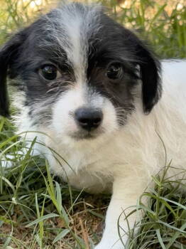 Rescue Terrier Dogs for Adoption in Dana Point, California - Gibbs | PetCurious