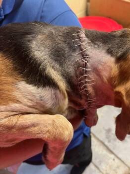 Kirby II -  Beagle Dog for Adoption in Odessa, Florida - Kirby II | PetCurious