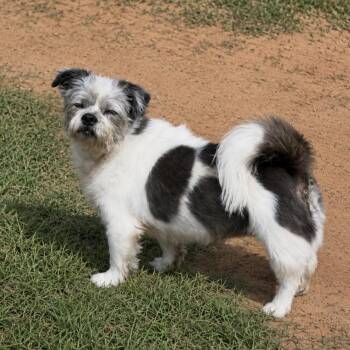 Bee -  Terrier and Mixed Breed Dog for Adoption in Pelham, New Hampshire - Bee | PetCurious