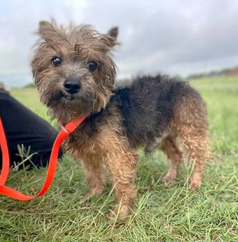San Marcos Coco TX -  Yorkshire Terrier Dog for Adoption in Boonton, New Jersey - San Marcos Coco TX | PetCurious
