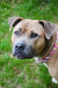 Abby -  Pit Bull Terrier Dog for Adoption in Hayward, Wisconsin - Abby | PetCurious
