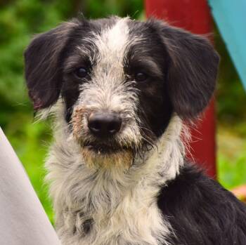 Simon -  Basset Hound and Border Collie Dog for Adoption in Mayer, Arizona - Simon | PetCurious
