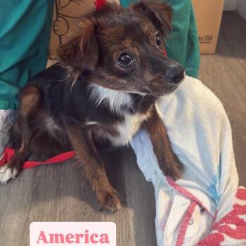Chihuahua Dogs Available for Adoption in Tampa, Florida - America | PetCurious