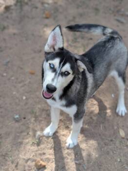 Siberian Husky Dogs Available for Adoption - Zephyrus | PetCurious